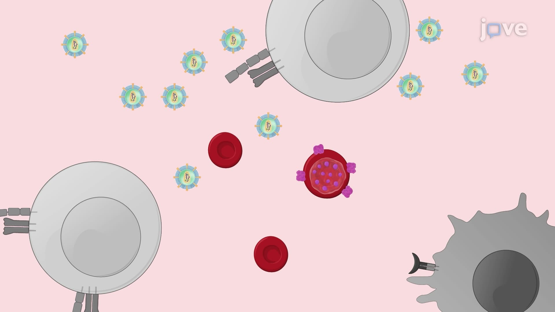 Generation of an In Vitro Cell Culture Model of Malaria-HIV Co-Infection