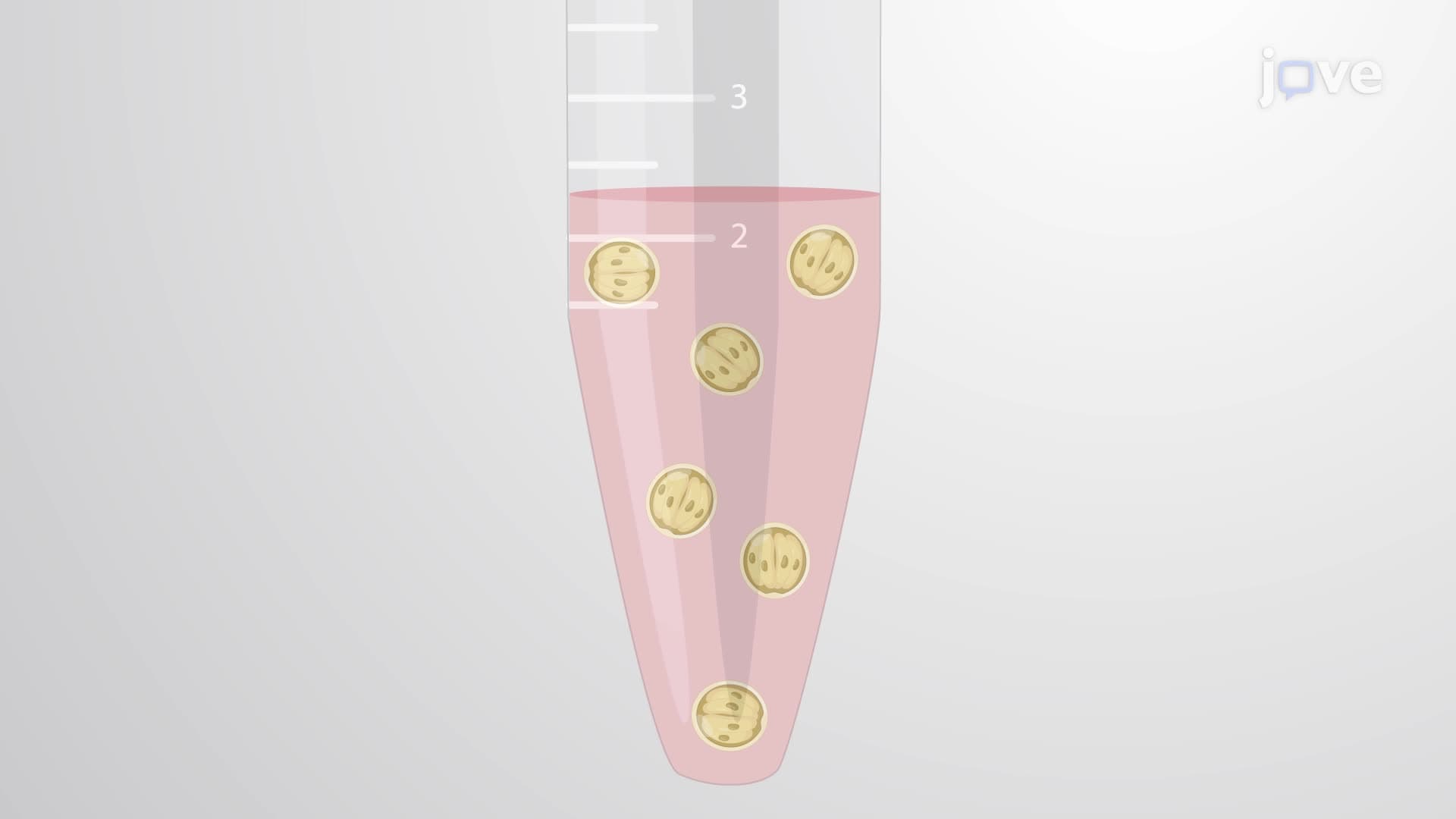 In Vitro Sporozoite Isolation from Cryptosporidium parvum Oocysts