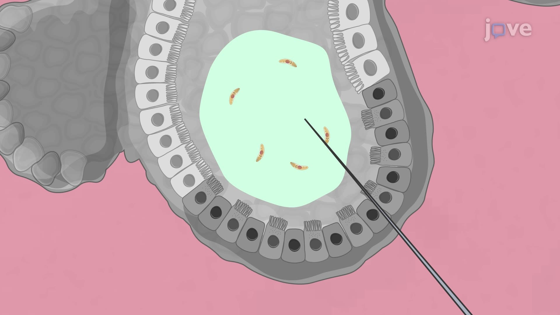 A Technique to Develop a Parasite Infection in Intestinal Organoids via Microinjection