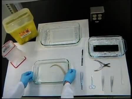 Preparation of Rat Tail Tendons for Biomechanical and Mechanobiological Studies