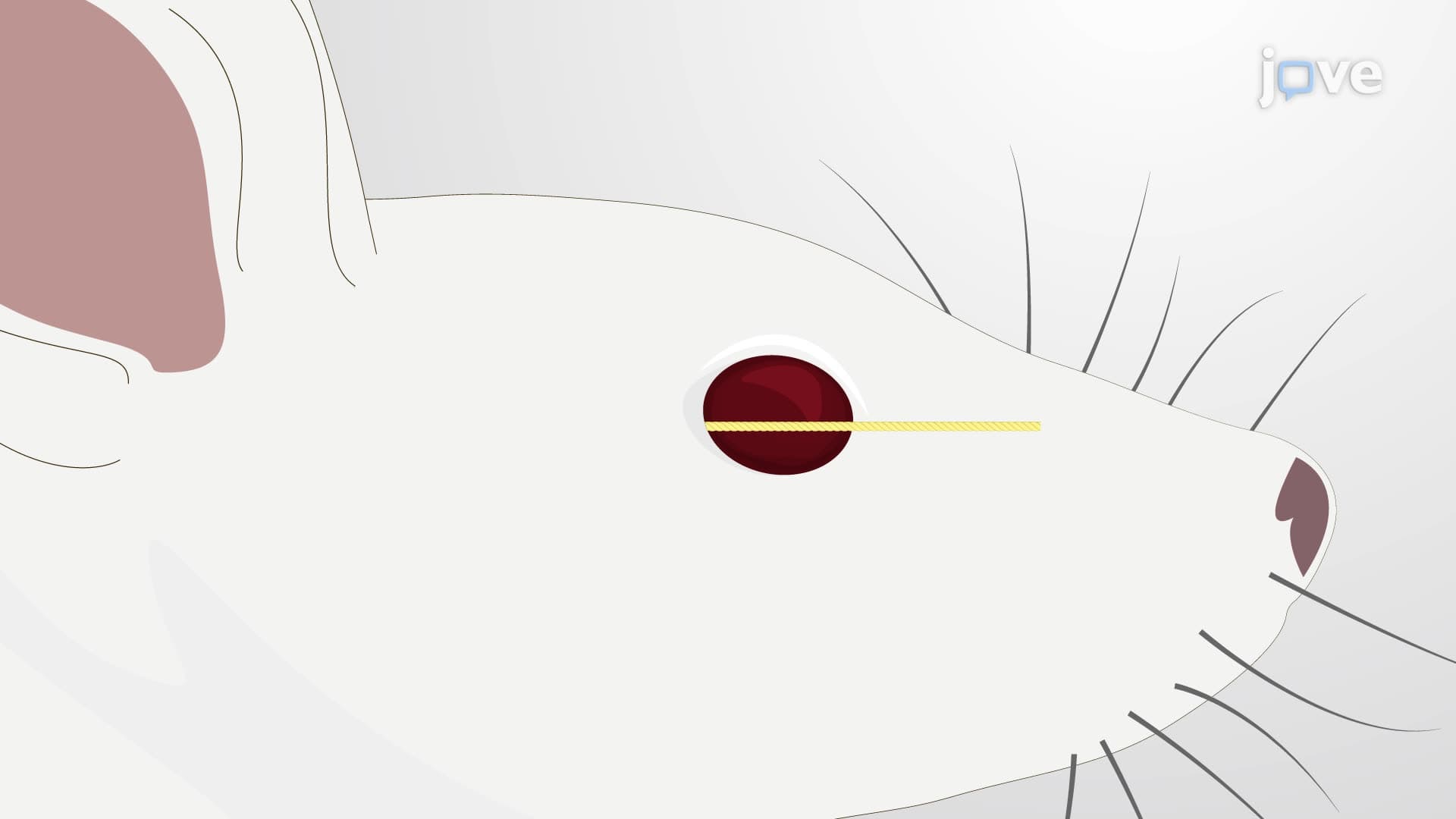 Quantification of Tear Volume in an Autoimmune Dry Eye Rat Model using the Phenol Red Thread