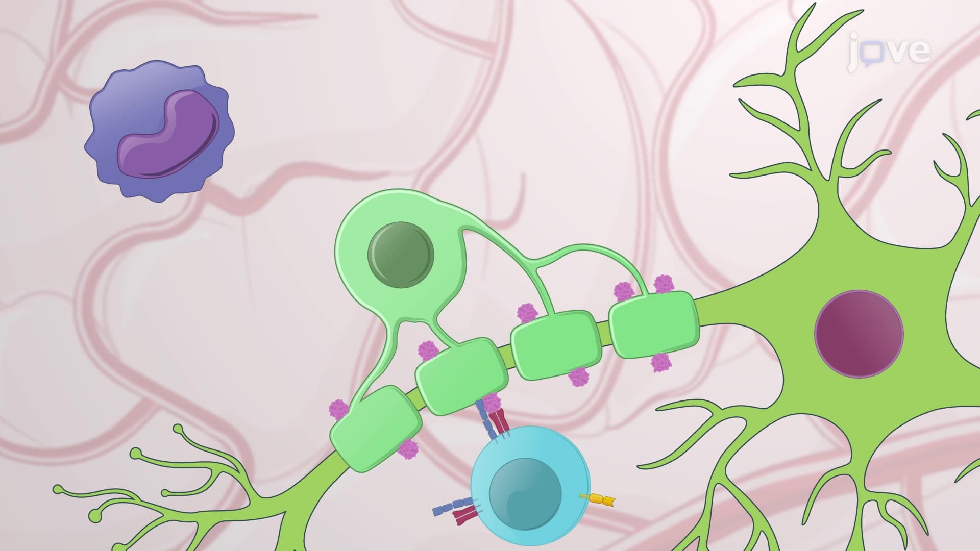 Induction of Experimental Autoimmune Encephalomyelitis in a Mouse Model