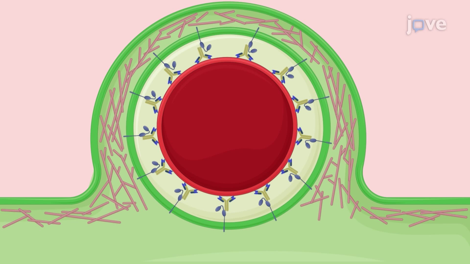 Real-Time Imaging of Macrophage Phagocytosis of IgG-Opsonized Red Blood Cells