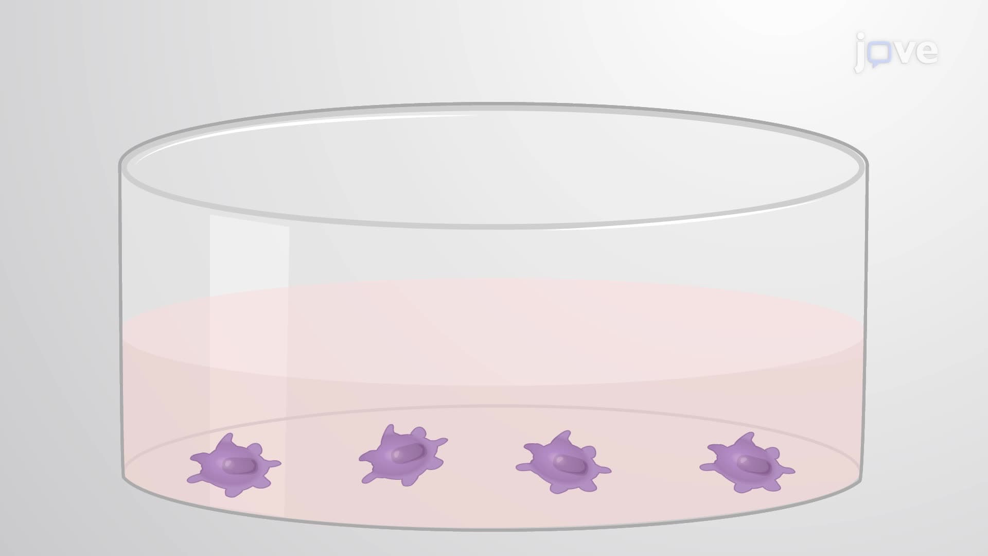 In Vitro Stimulation and Visualization of Macrophage Extracellular Traps