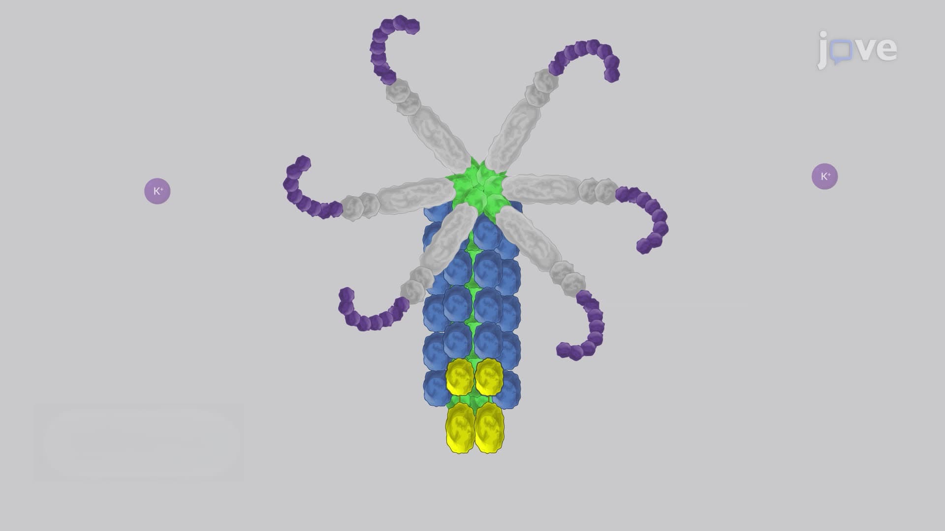 An Assay for Bacterial Extracellular Protein-Mediated Cytotoxicity on PMNs