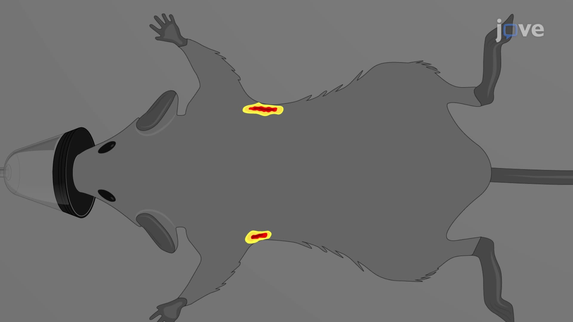 Reporter Enzyme Fluorescence Imaging for In Vivo Tracking of Bacterial Infection