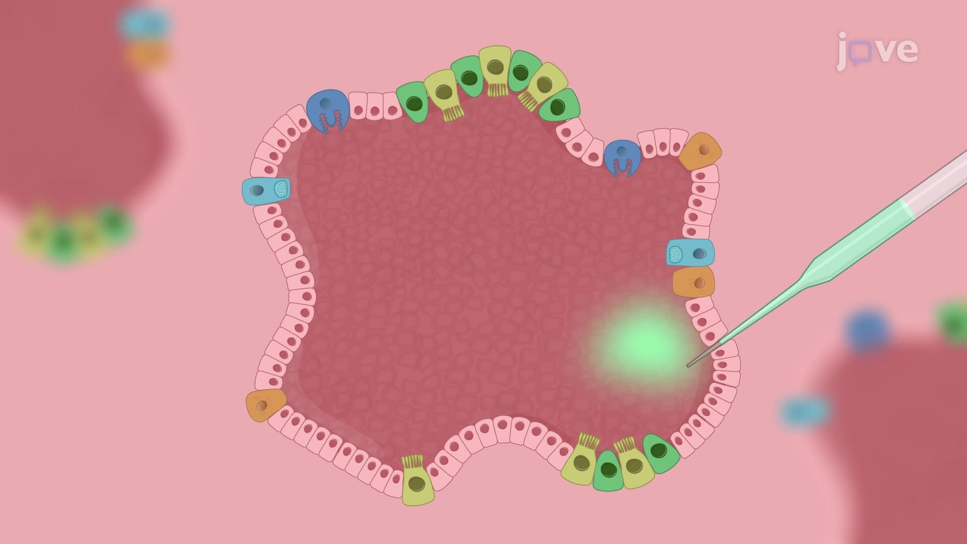 Establishing an Infection Model Through Microinjection of Gastric Organoids with Pathogenic Bacteria