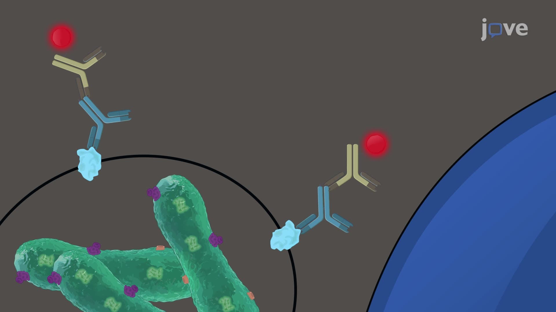 Assessment of Intracellular Growth of Coxiella Mutants within Eukaryotic Cells