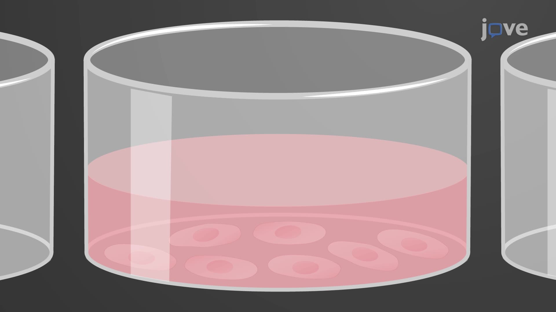 A Bacterial Infection Assay for Studying Anaerobic Bacteria-Host Cell Interactions