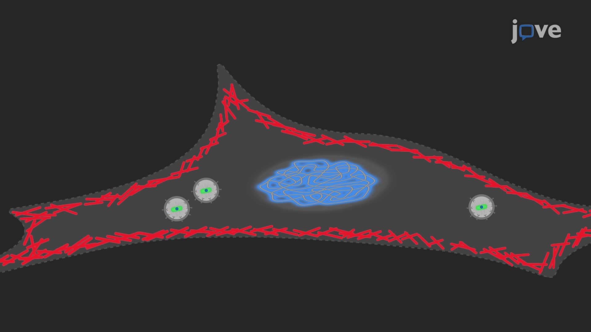 Visualization of Internalized Anaerobic Bacteria within Host Endothelial Cells