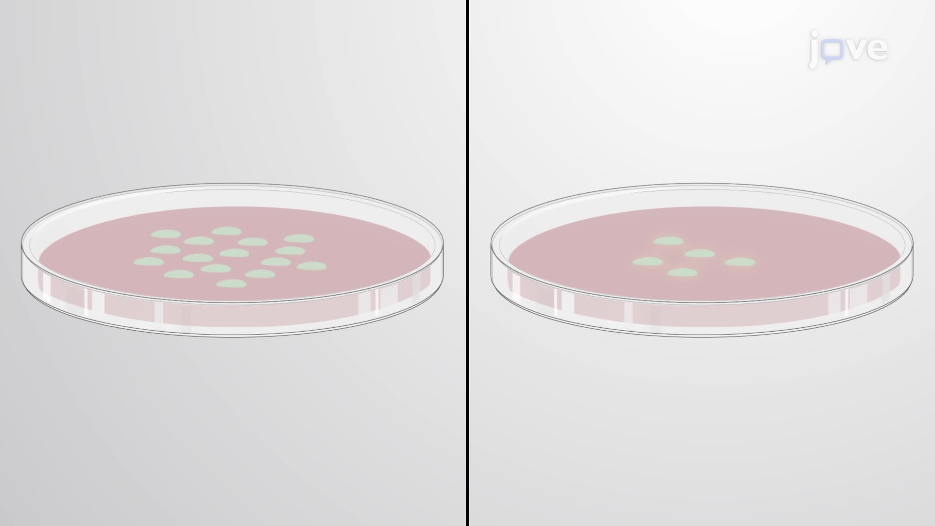 Assessment of Opsonophagocytic Killing Activity against Bacterial Pathogens