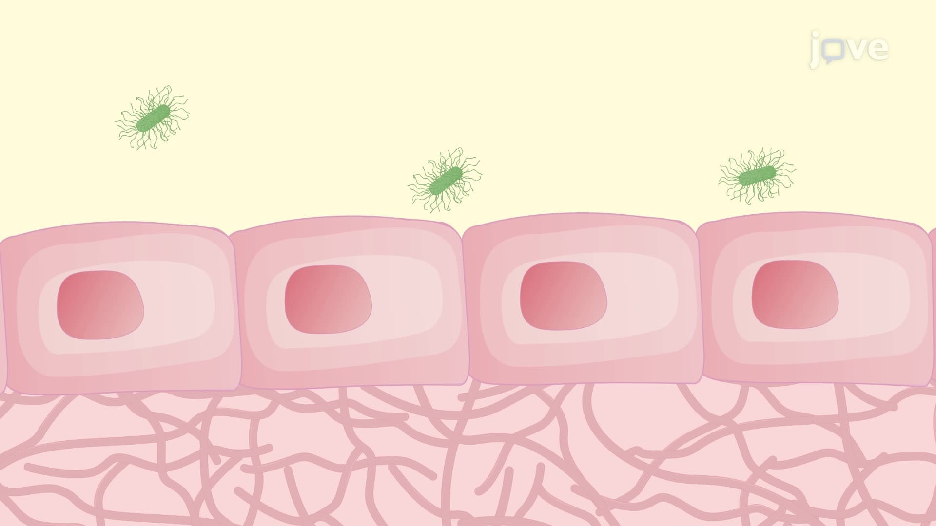 Assessing Internalized <em>Porphyromonas gingivalis</em> in Host Endothelial Cells