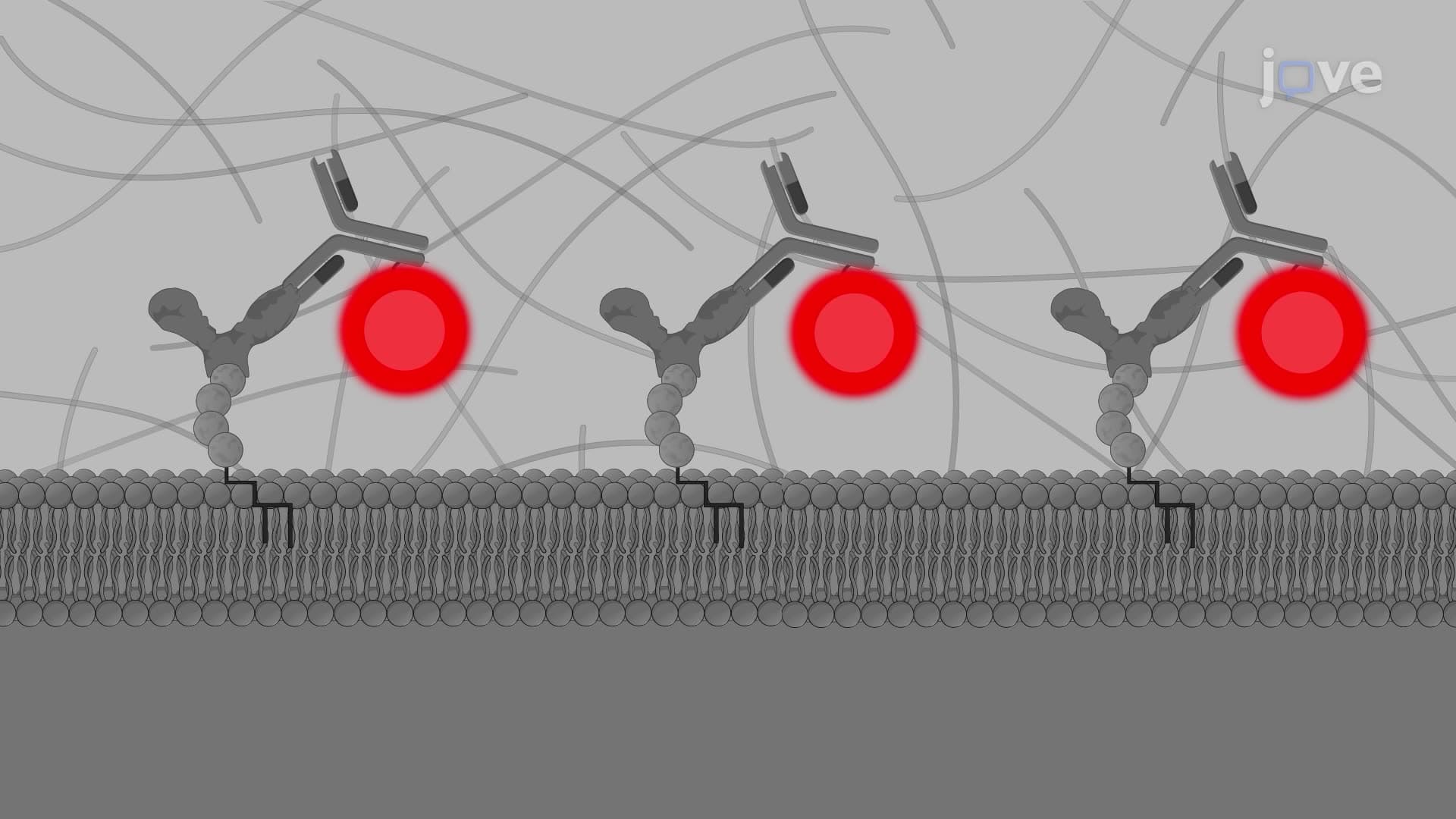 A Technique to Assess the In Vivo Localization of Tumor-Specific Antibodies