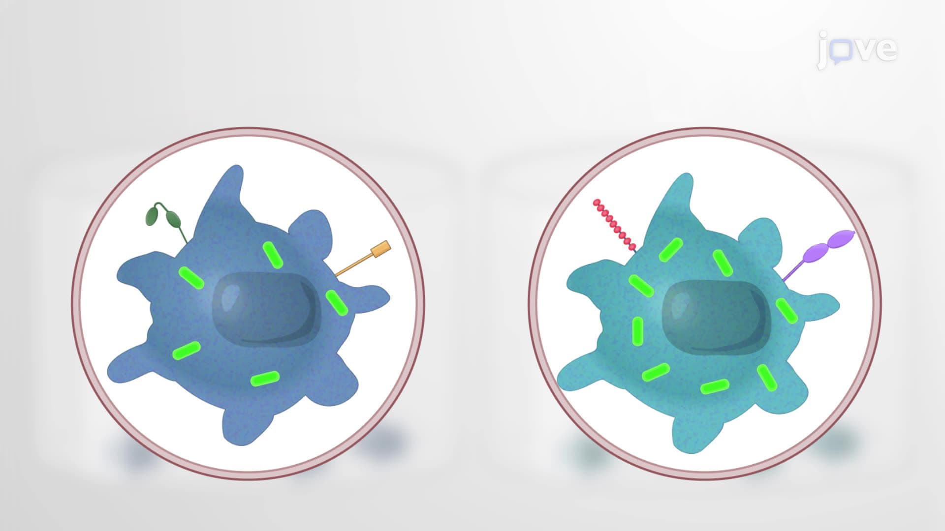 Flow Cytometry Staining of Mycobacterium tuberculosis Infected Macrophage Subpopulations