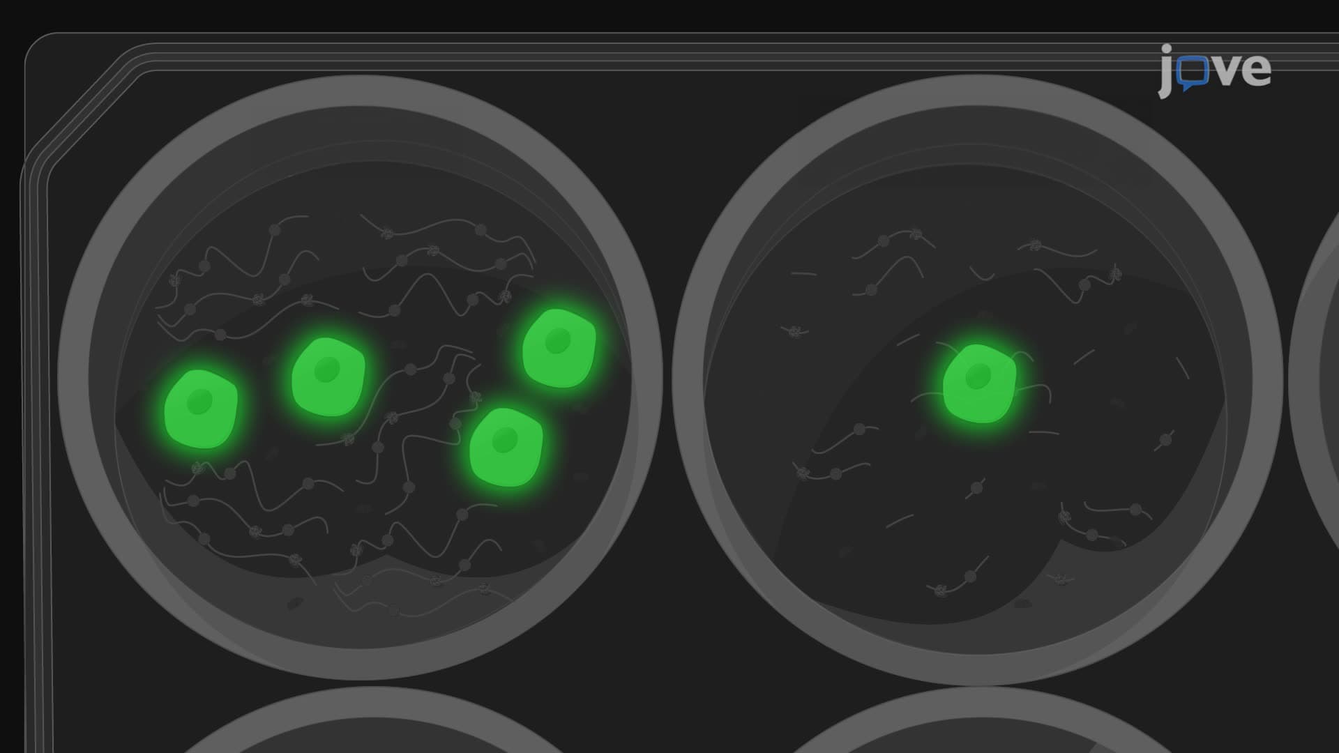 In Vitro Adhesion Assay to Detect the Adherence of Cancer Cells to Neutrophil Extracellular Traps