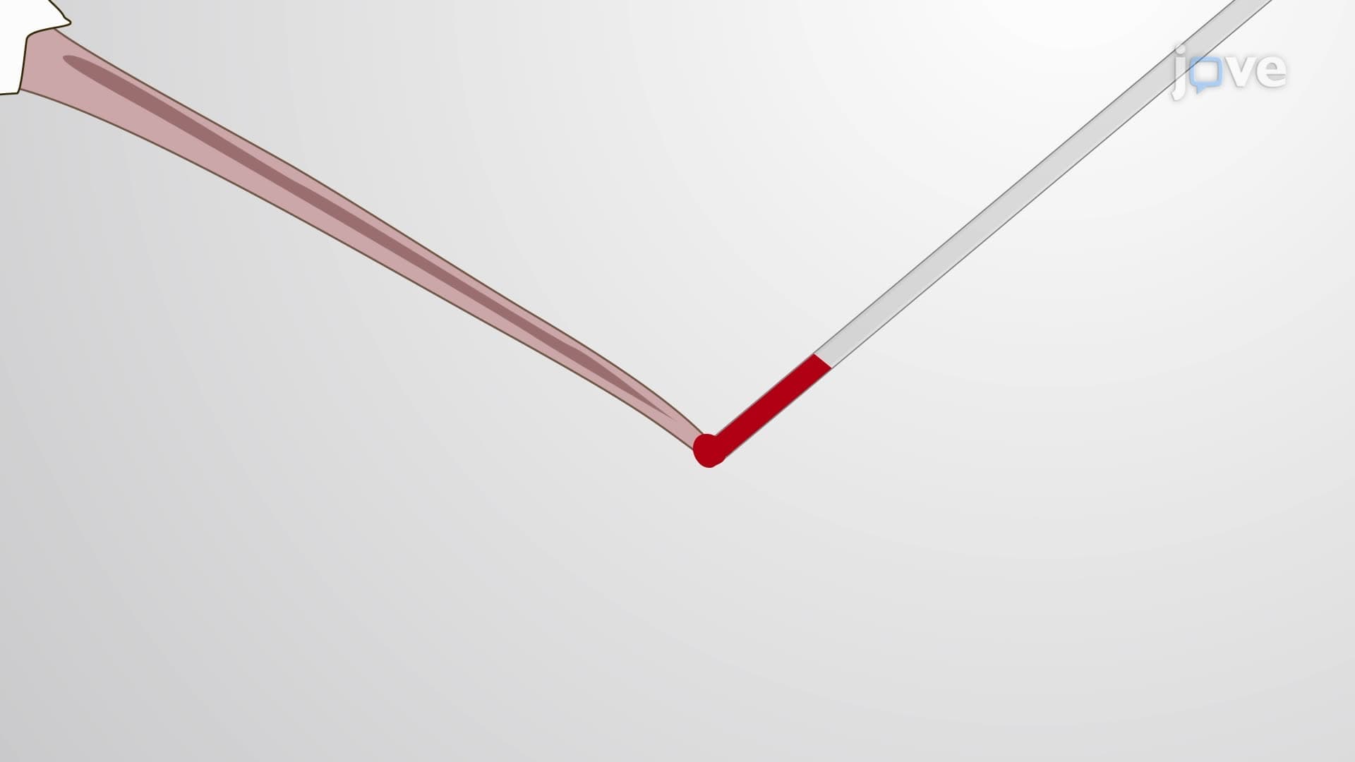 A Mouse Tail Snip Procedure for Peripheral Blood Collection and Plasma Isolation