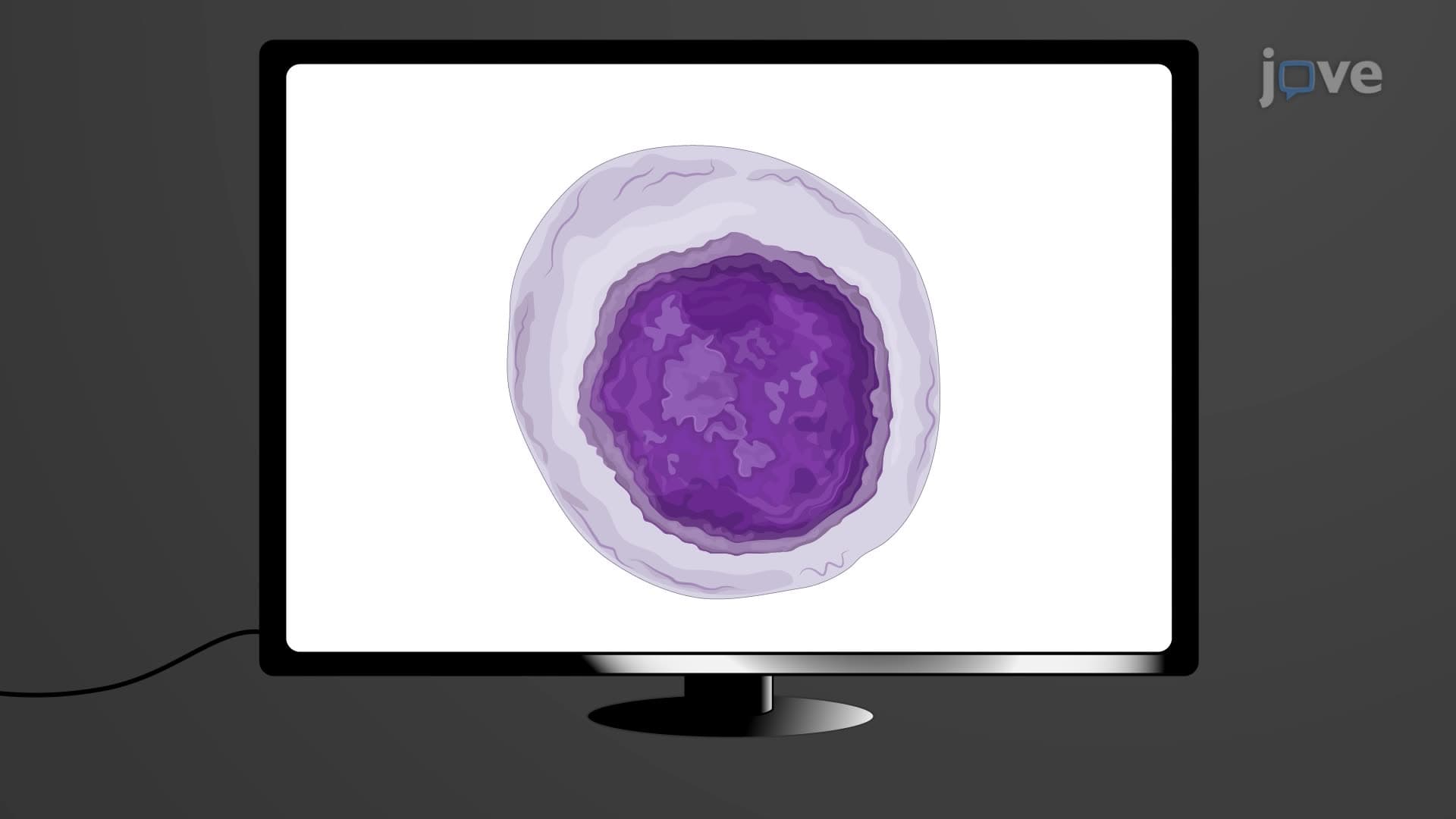 Three-Dimensional Quantitative Phase Imaging for Characterizing Lymphocyte Subtypes