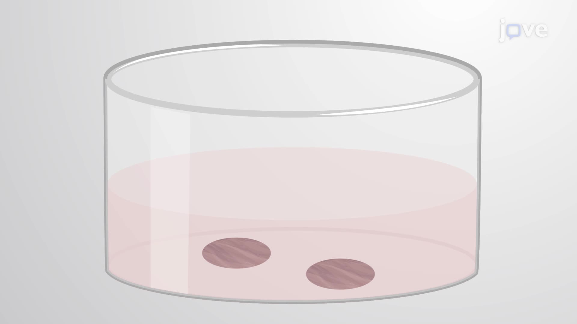 Evaluating Cytotoxicity and Membrane Integrity in Lung Slices via Lactate Dehydrogenase Assay