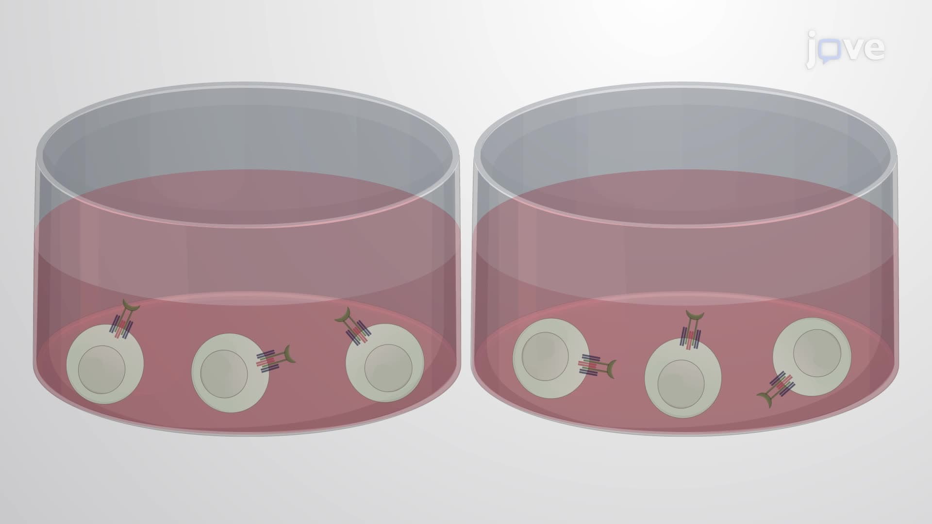 A Fluorescence-Based Assay Using Engineered Lymphocytes for Screening Immunomodulatory Compounds