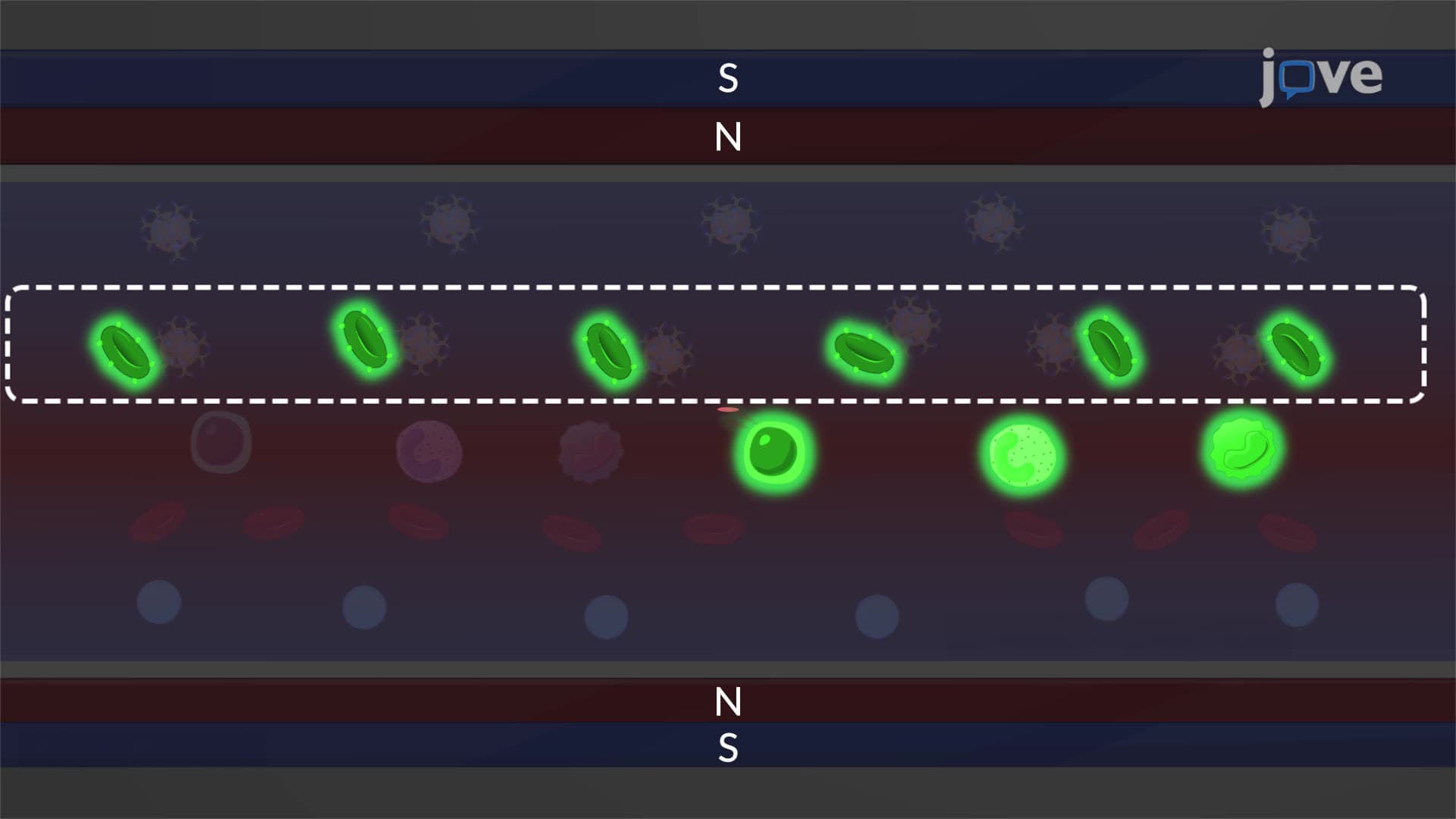 Detection of Rhesus Factor in Human Blood Samples using Magnetic Levitation