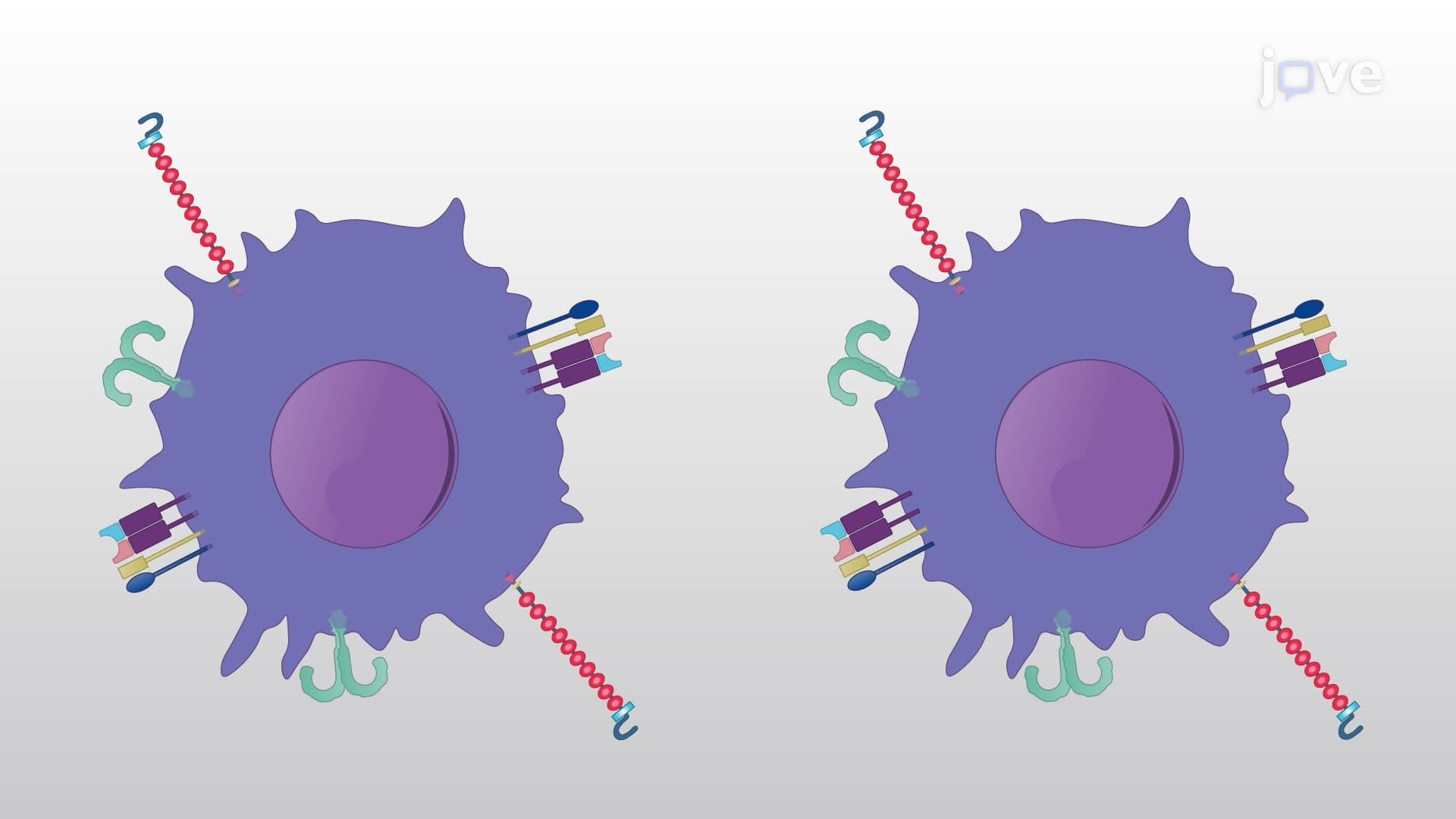 Effect of an Immunomodulatory Pharmacological Agent on the Interaction Between Dendritic Cells and CD4+ T Cells