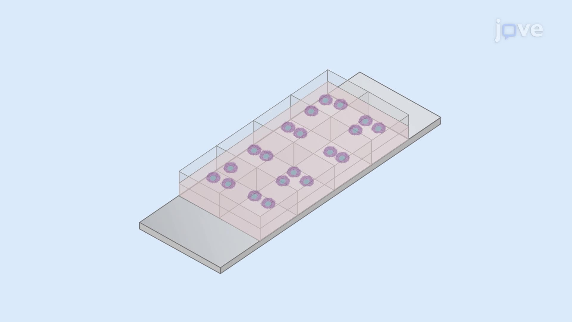 An In Vitro Technique to Visualize Exocytosis of Secretory Granules in Mast Cells