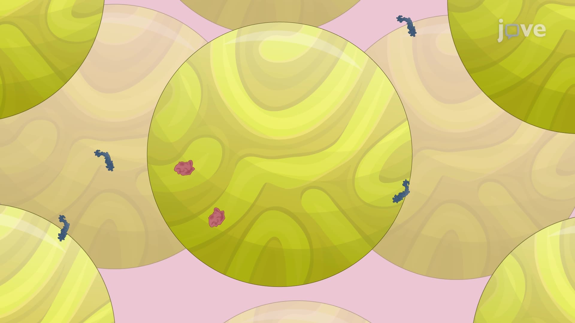 A Size Exclusion Chromatography Technique to Purify Mycobacterial Extracellular Vesicles