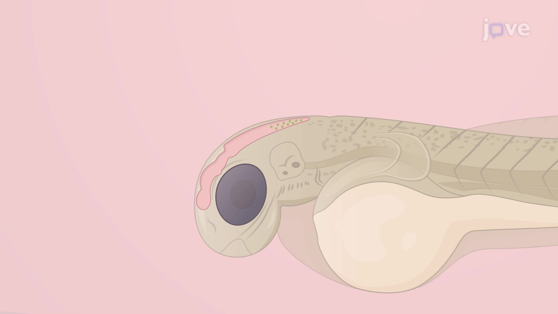 A Technique to Quantify Fungal Infection in Zebrafish Larvae