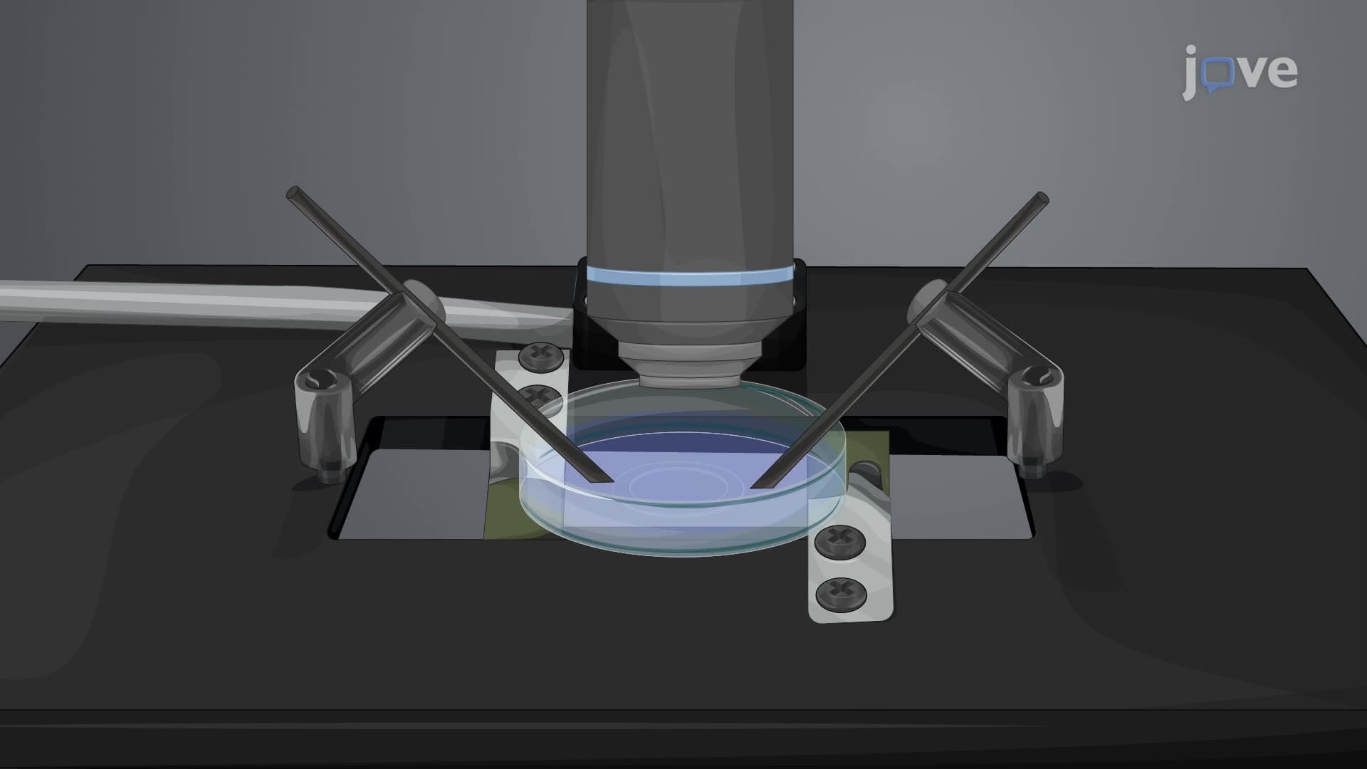 Assessing Immunological Synapse Topology through Live-Cell Imaging