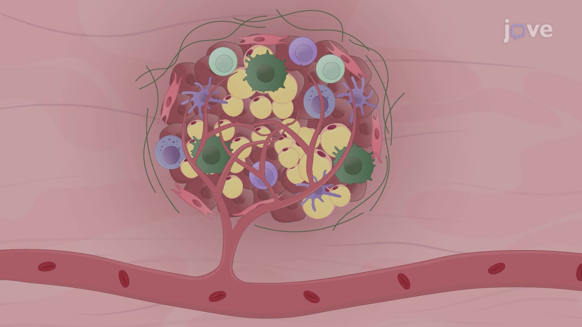 An In Vivo Immunofluorescence Localization Method to Study Antibody Biodistribution