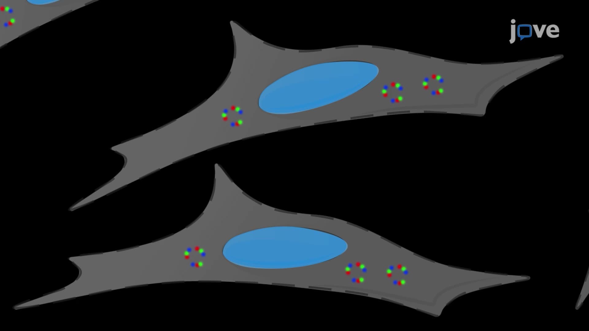 An Immunofluorescence Assay to Characterize and Quantify Mammalian Stress Granules