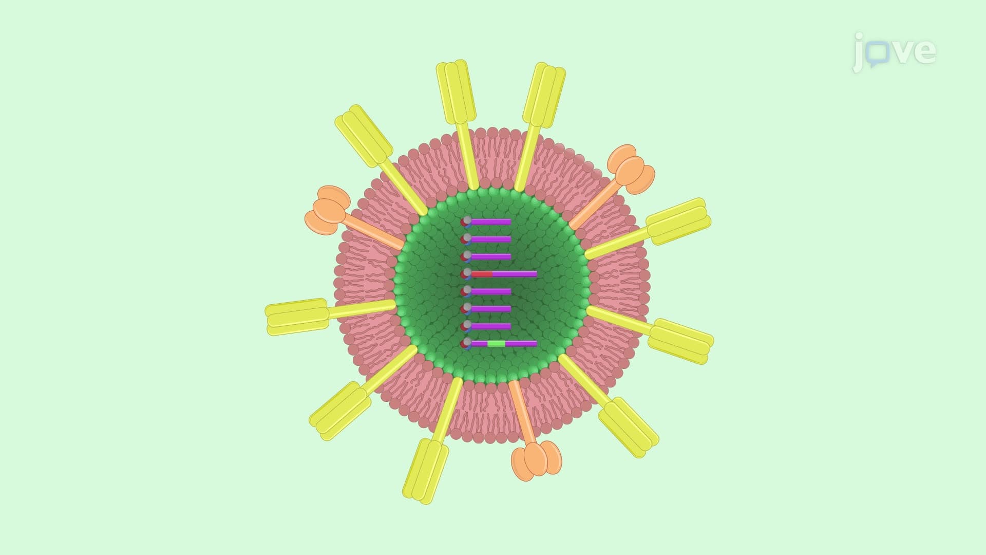 A Luciferase-Fluorescent Reporter Influenza Virus to Track Viral Infections