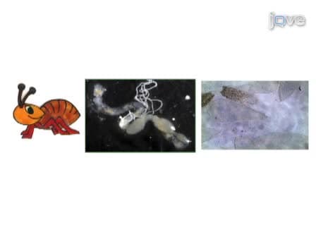 Testing Protozoacidal Activity of Ligand-lytic Peptides Against Termite Gut Protozoa in vitro (Protozoa Culture) and in vivo (Microinjection into Termite Hindgut)