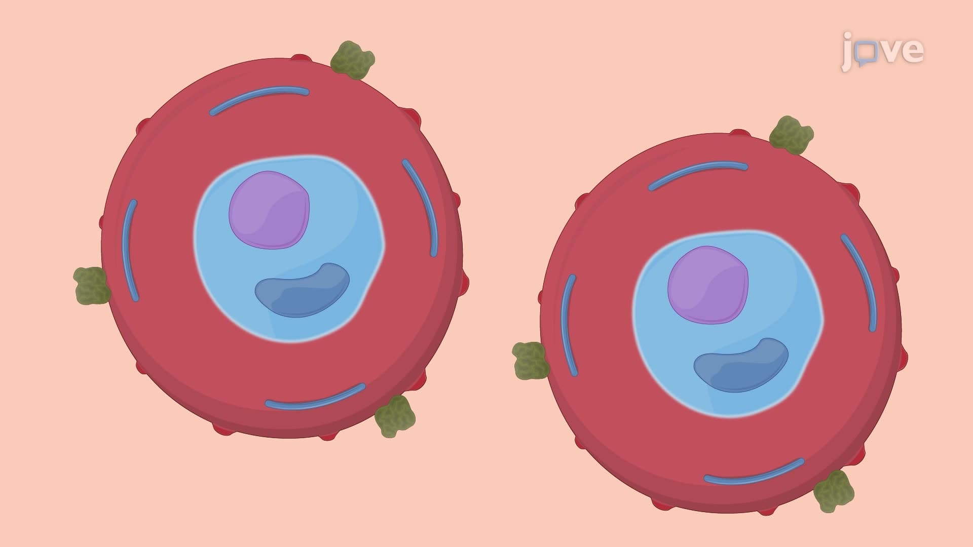 An Assay for Quantifying Antibody-Mediated Phagocytosis of Parasite-Infected Erythrocytes