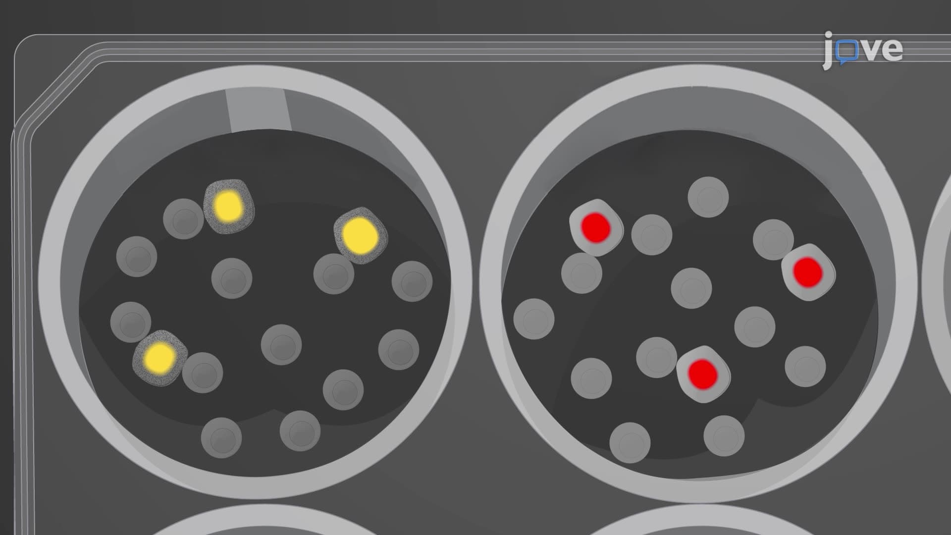An In Vitro Assay for Studying the Cytotoxicity of Pre-Activated CD8+ T Cells against Cancer Cells