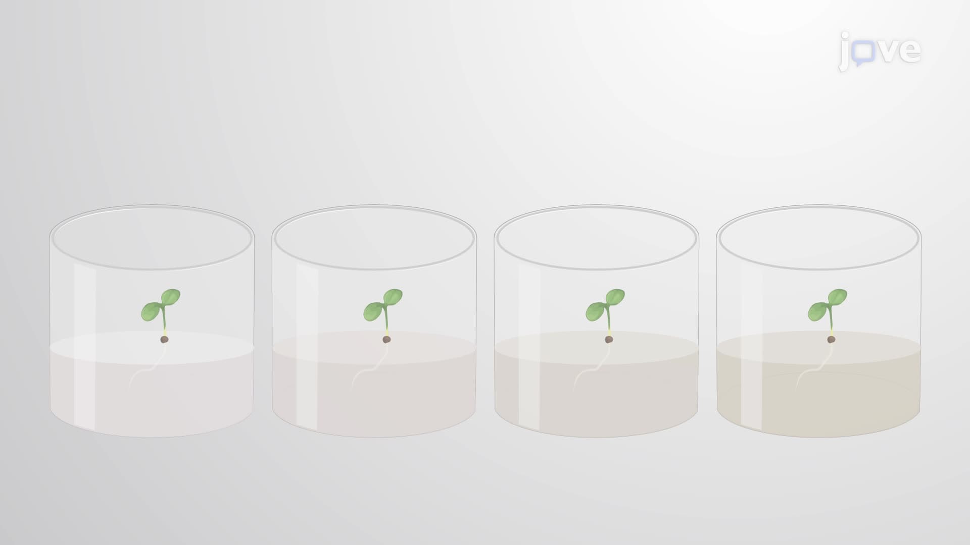 Measuring Immune-Induced Inhibition of Seedling Growth