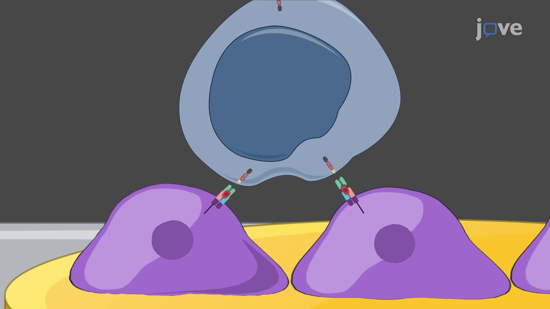 A Real-Time In Vitro Cytolysis Assay to Evaluate the Potency of CAR T Cells