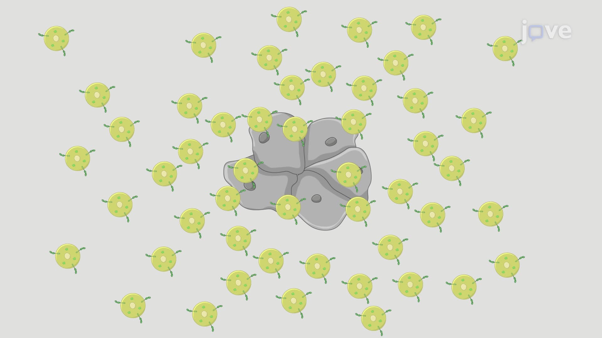 A Hemocyte Disturbance Assay to Assess Hemocyte Re-Adhesion to Hematopoietic Pockets