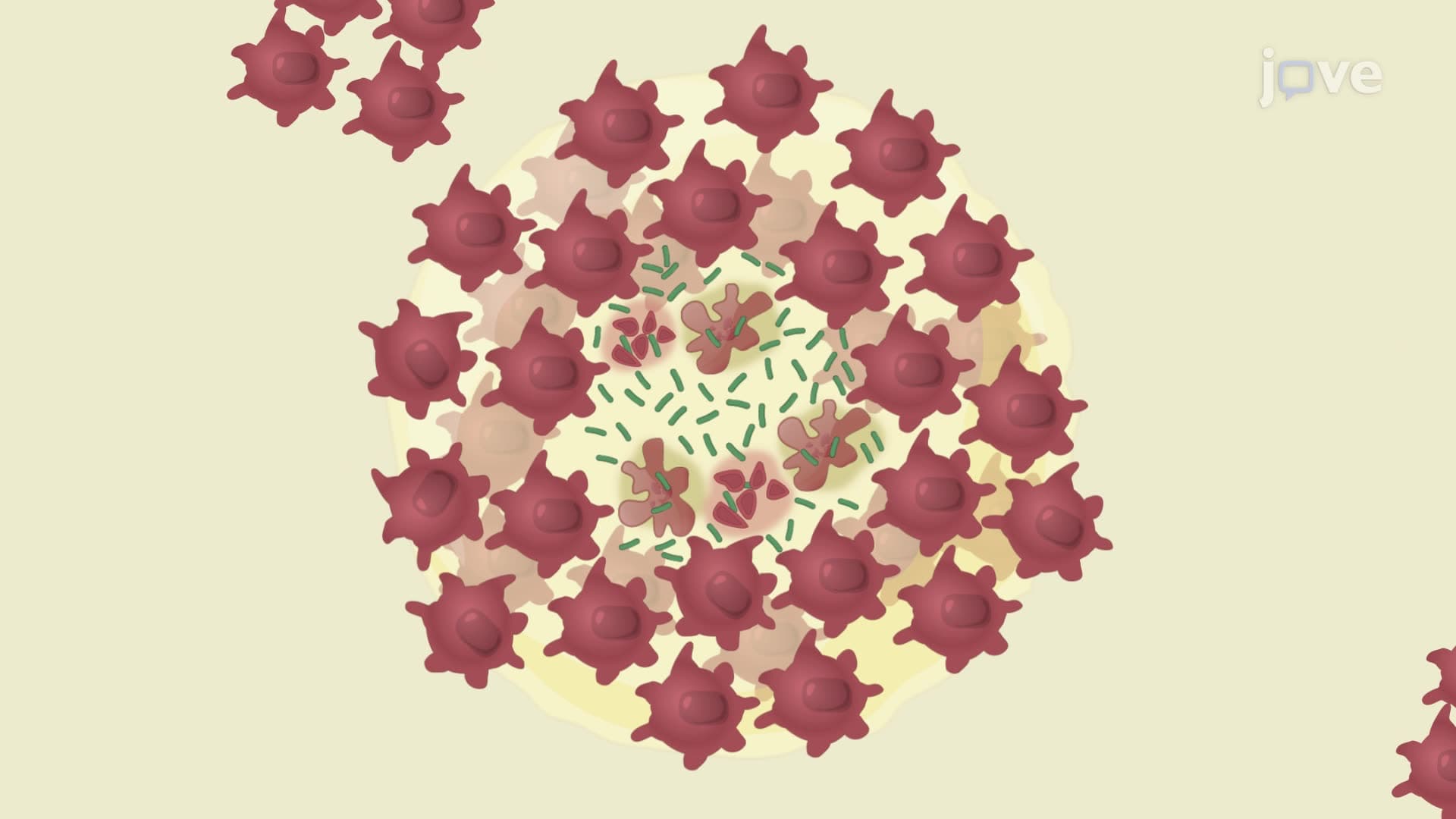 An Assay to Evaluate Drug Efficacy against a Mycobacterium tuberculosis Infection Model