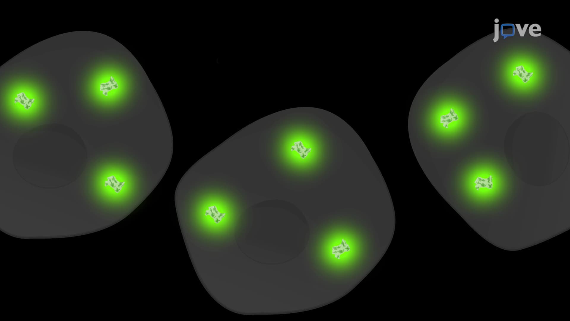 An In Vitro Assay to Examine the Antibody-Dependent Enhancement of Viral Infection