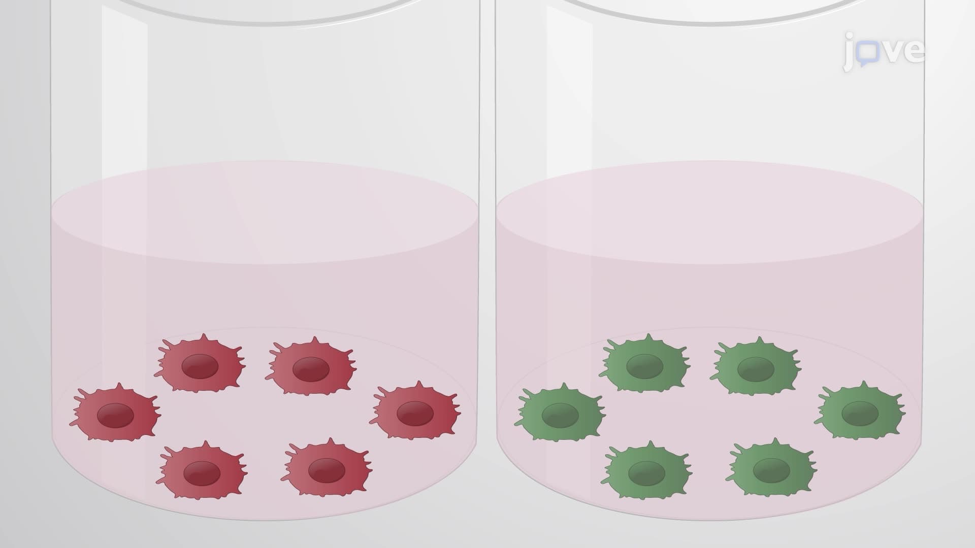 An Assay to Screen Bioactive Nanoparticles for Toll-Like Receptor Signaling Inhibition
