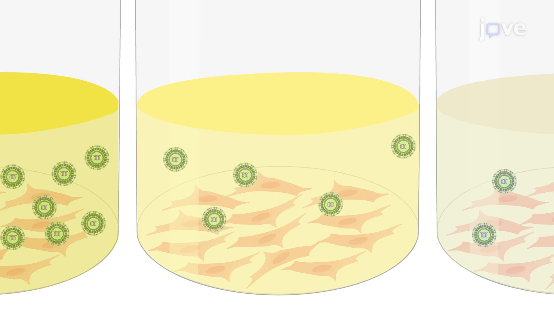 A Focus-Forming Assay for Quantifying Virus Titers in the Organs of an Infected Mouse