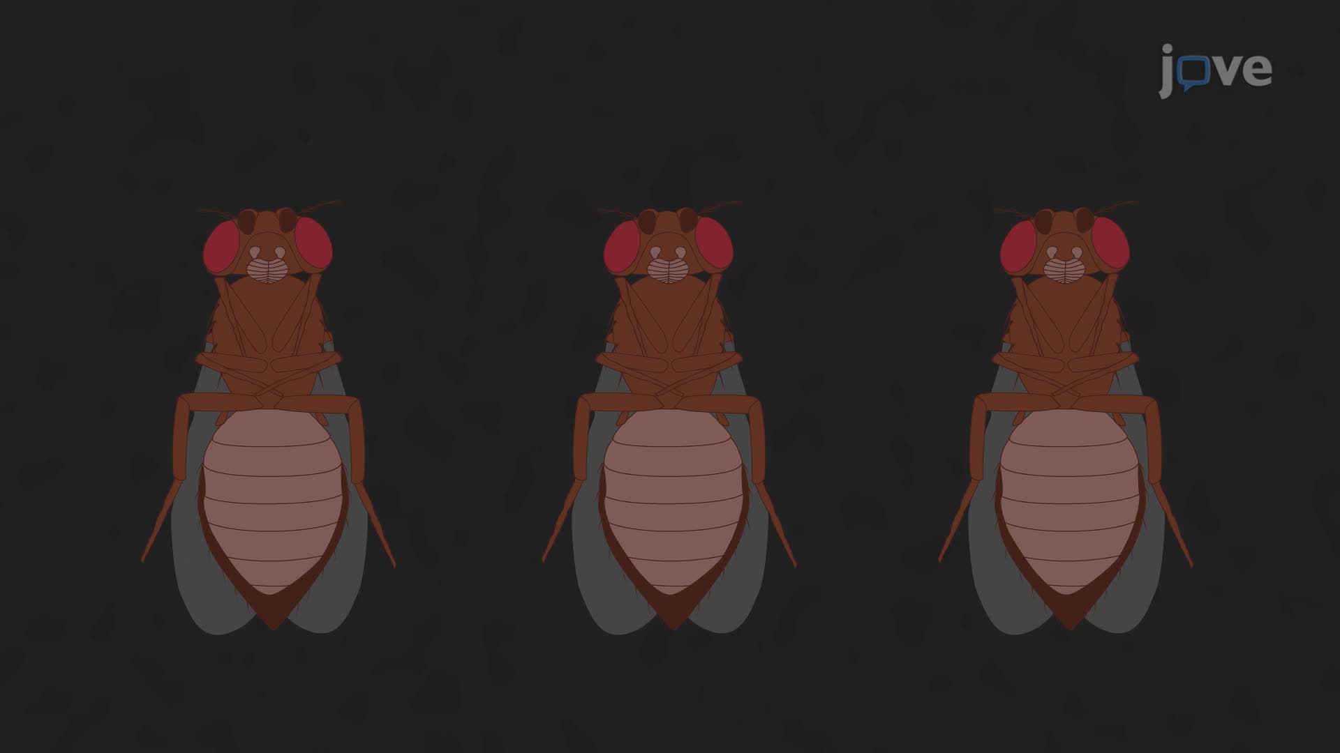 An In Vivo Assay to Quantify Bacterial Phagocytosis in Adult Drosophila Flies