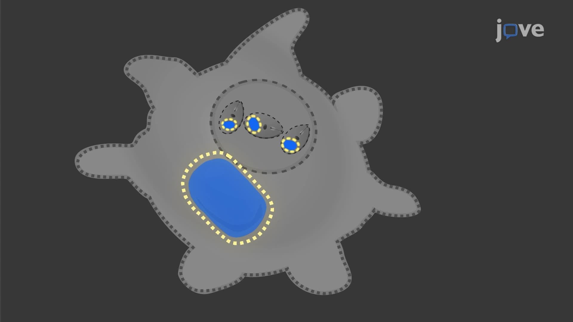 An In Vitro Assay to Quantify the Intracellular Growth of Parasite in Macrophages