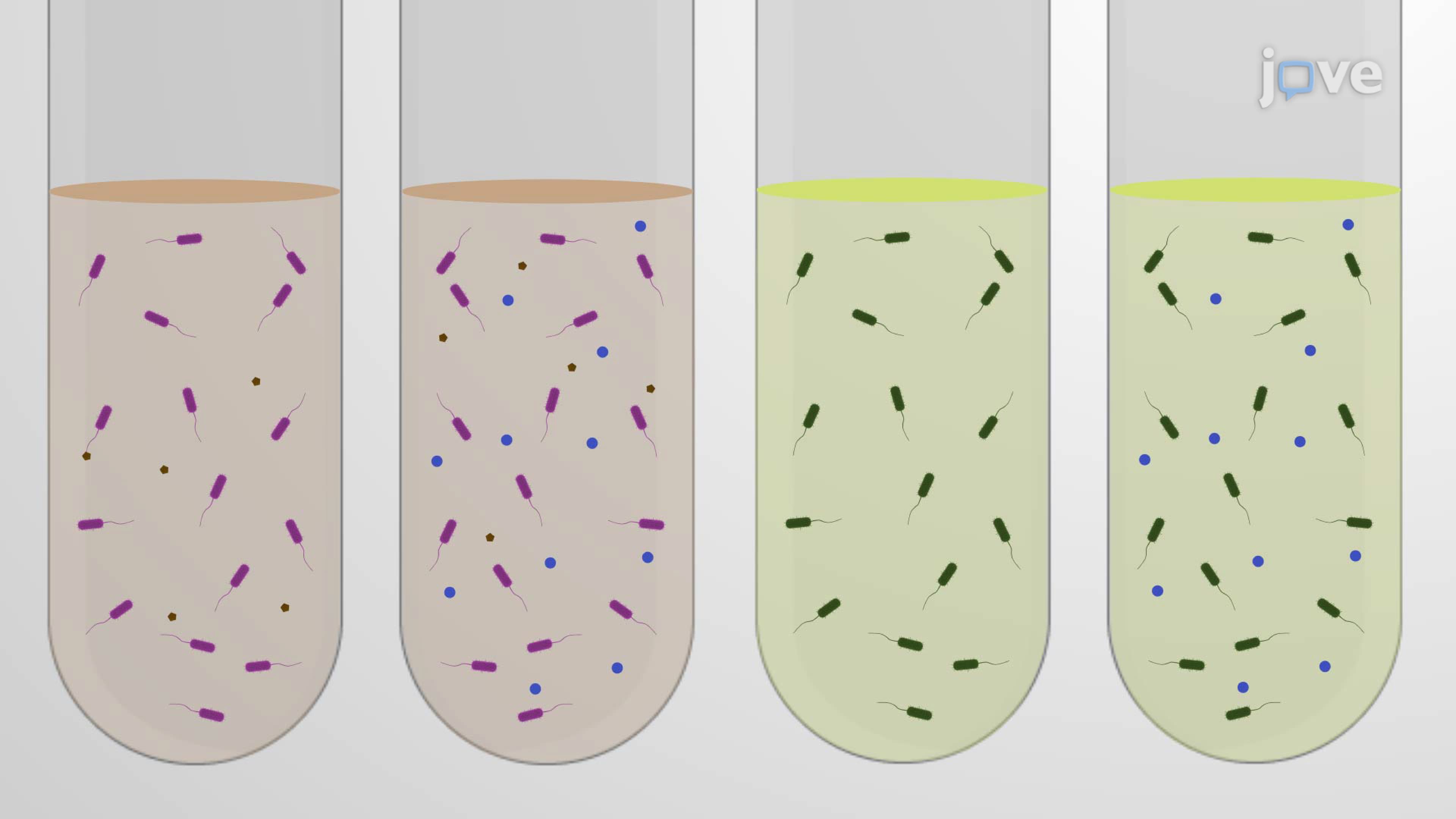 A Spot Plate Assay for Evaluating Oxidative Stress Responses in Bacterial Strains