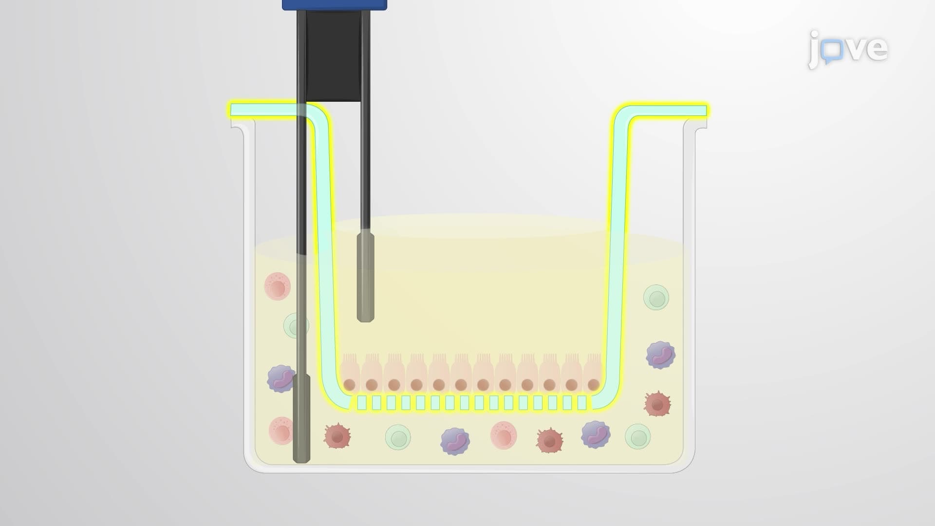 Measuring TEER in X-ray-Irradiated Epithelial Cells Co-cultured With PBMCs