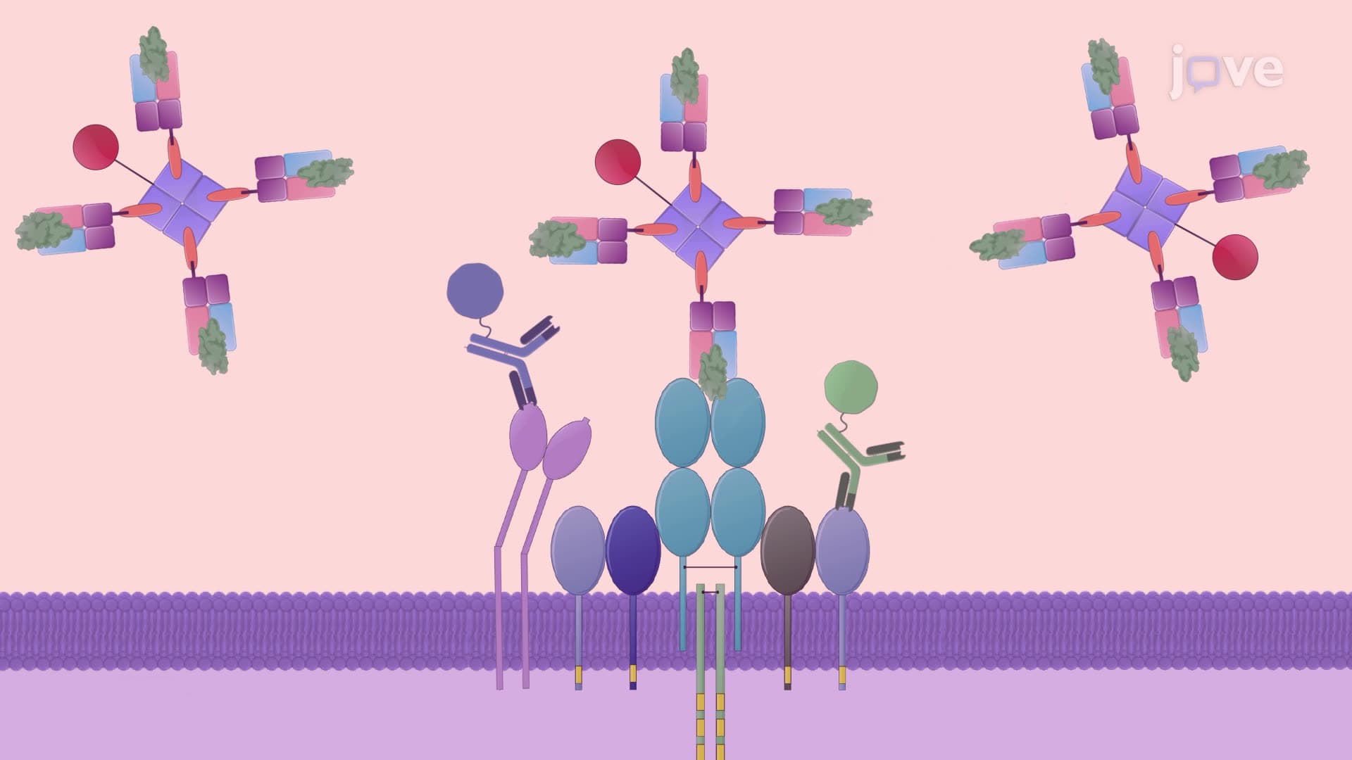 An Assay for Cell Cycle Analysis of Antigen-Specific CD8+ T Cells
