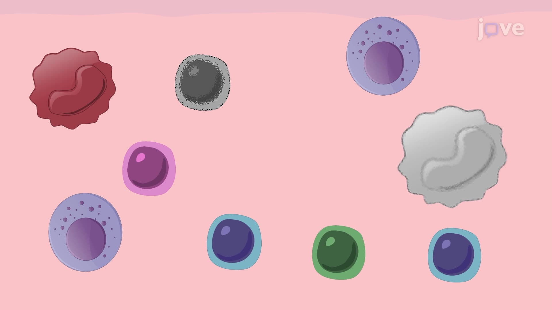 A Flow Cytometry Assay to Identify Immune Cell Subsets in Peripheral Blood Mononuclear Cells