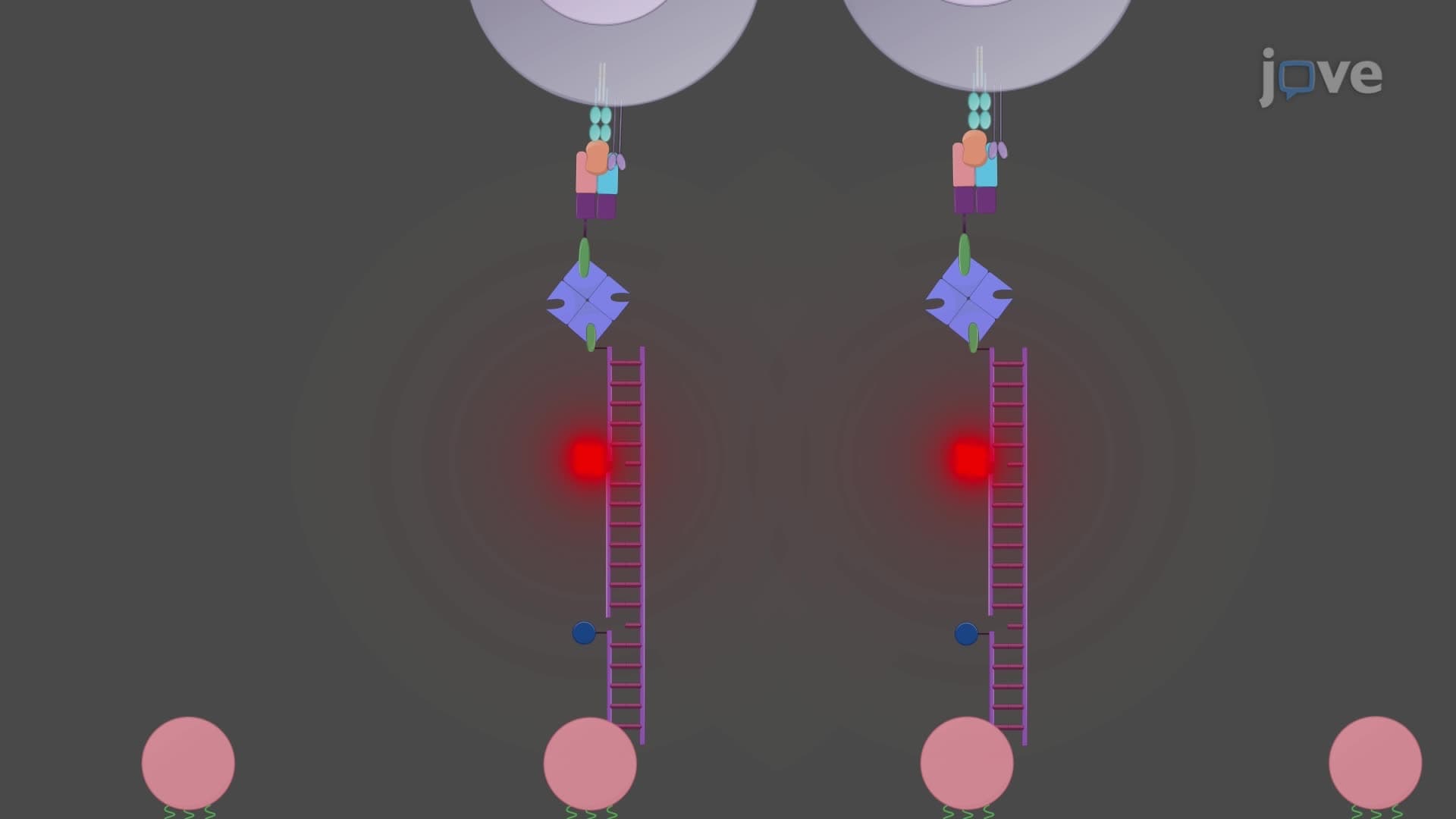 Using DNA-Based Tension Probes to Assess Receptor Forces Applied by Immune Cells