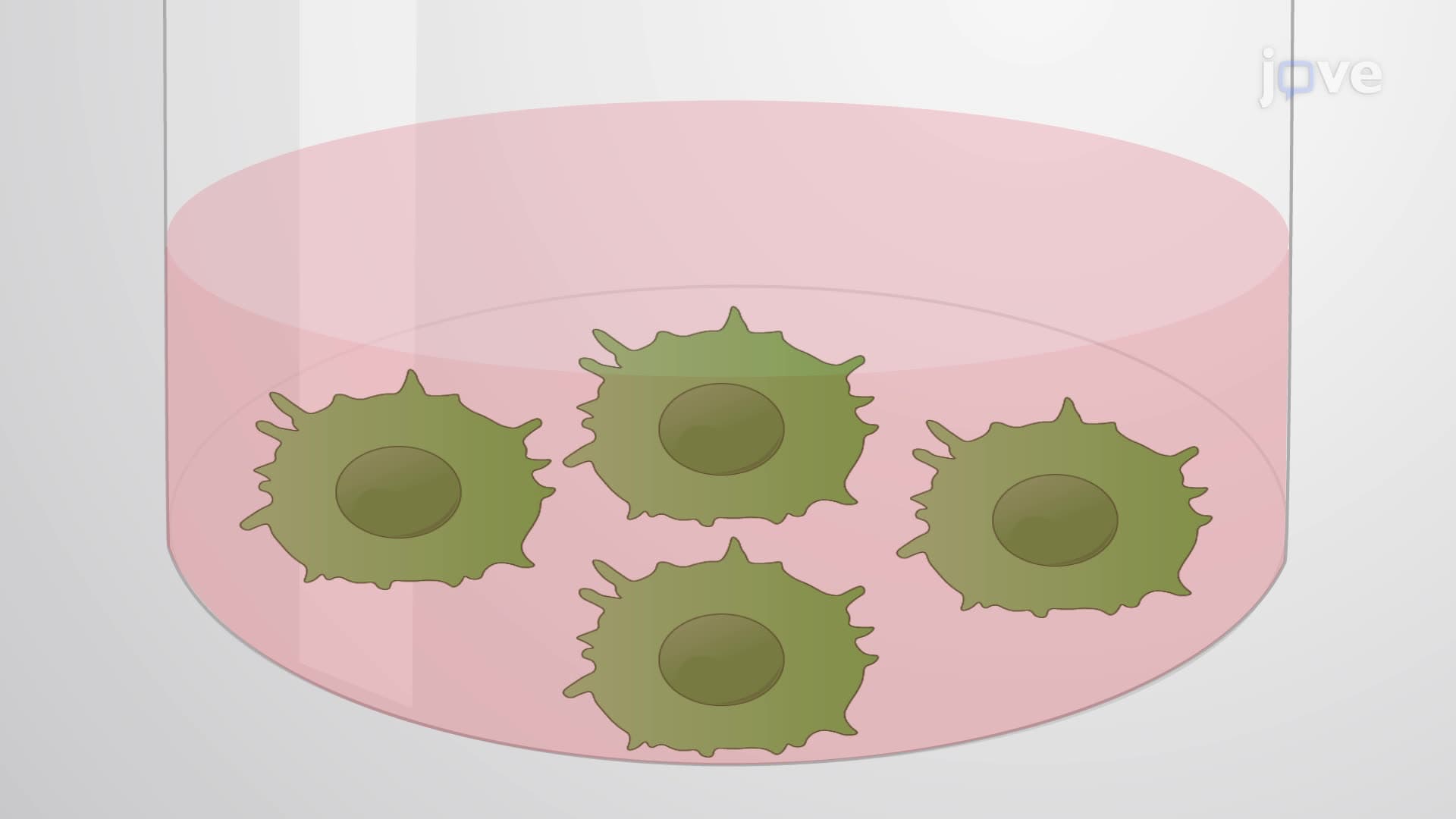 An Assay to Quantify Cytosolic and Vacuolar Salmonella in Infected Primary Macrophages